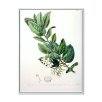 DesignArt 'Антички ботаники xx' Традиционална врамена платно wallидна уметност печатење